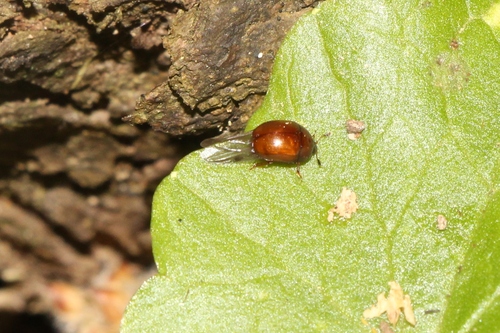 Cyllodes ater