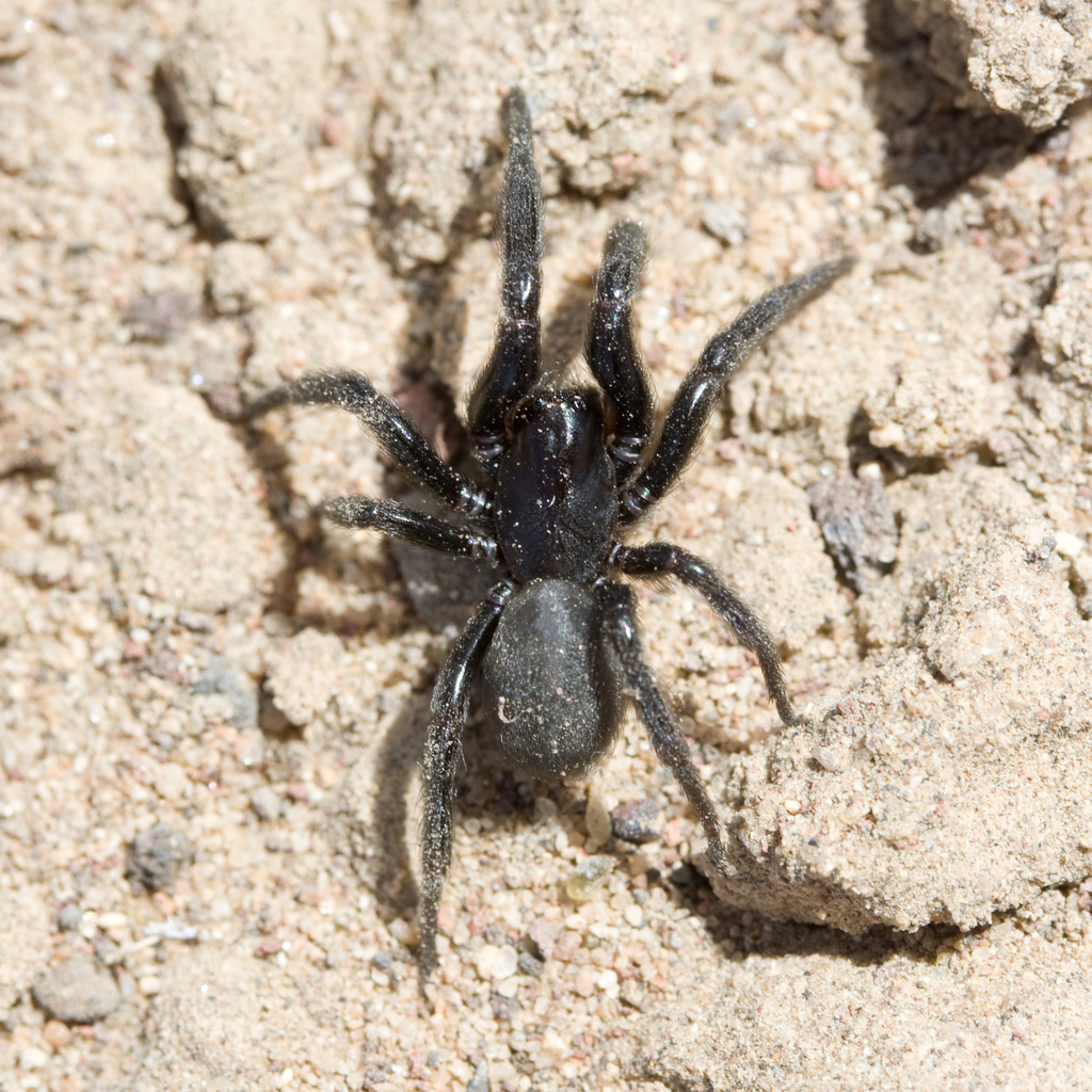 Plectreurys tristis