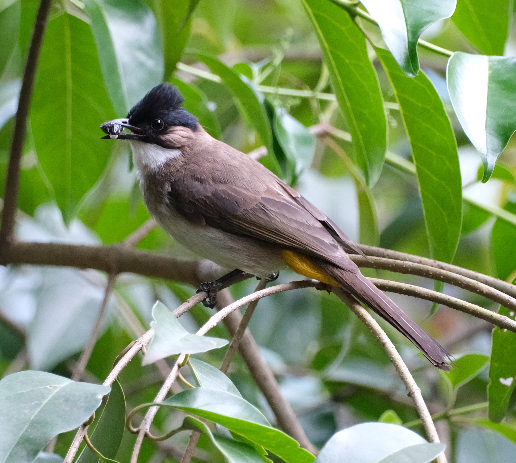 Brown-breasted Bulbul