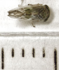 Tremulicerus distinguendus