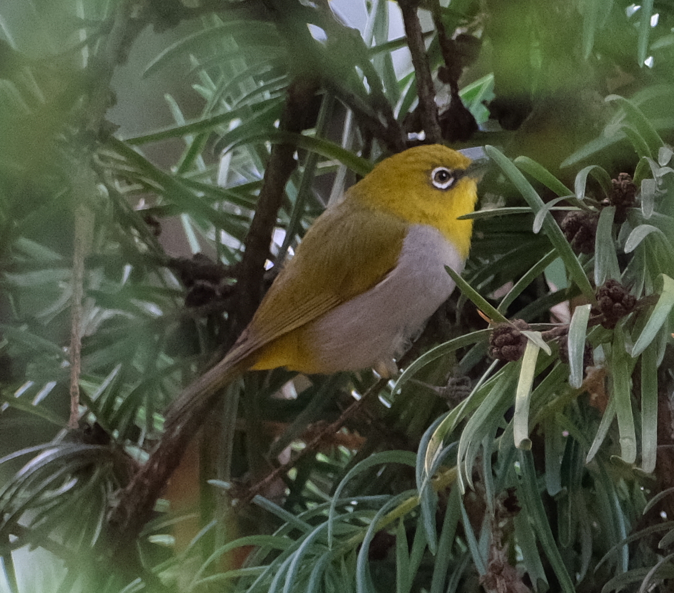 Indian White-eye