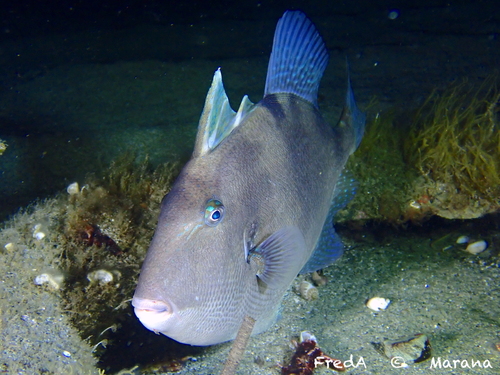Grey Triggerfish
