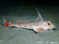 Long-Finned Gurnard photo 1