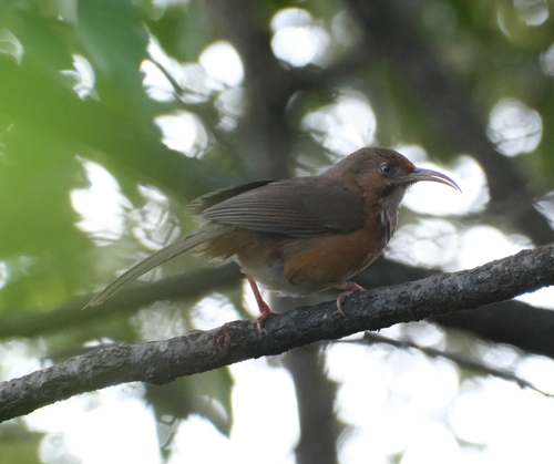 Black-streaked Scimitar Babbler (Erythrogenys gravivox), photo 4