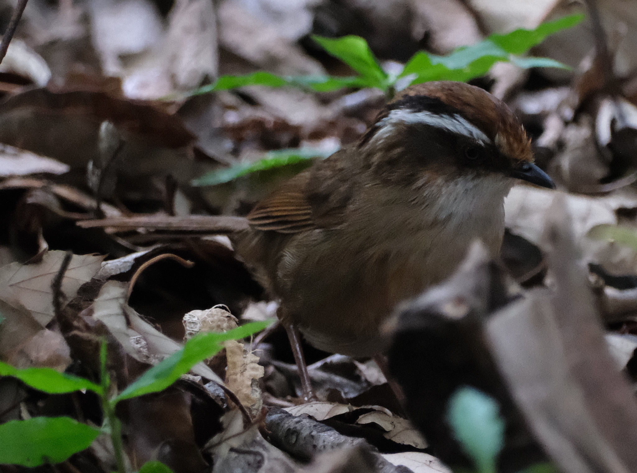 Rusty-capped Fulvetta