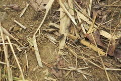 Cicindela gemmata