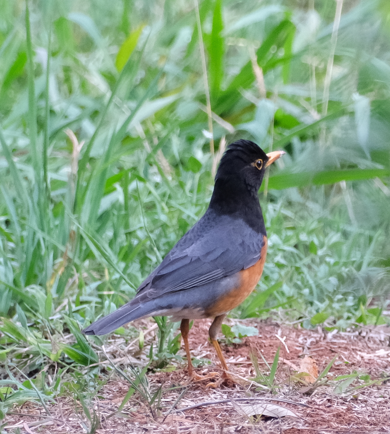 Black-breasted Thrush