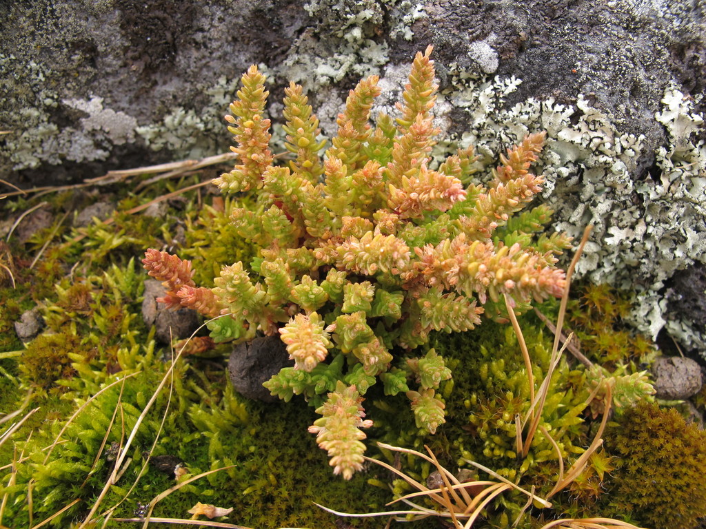 Crassula sieberiana