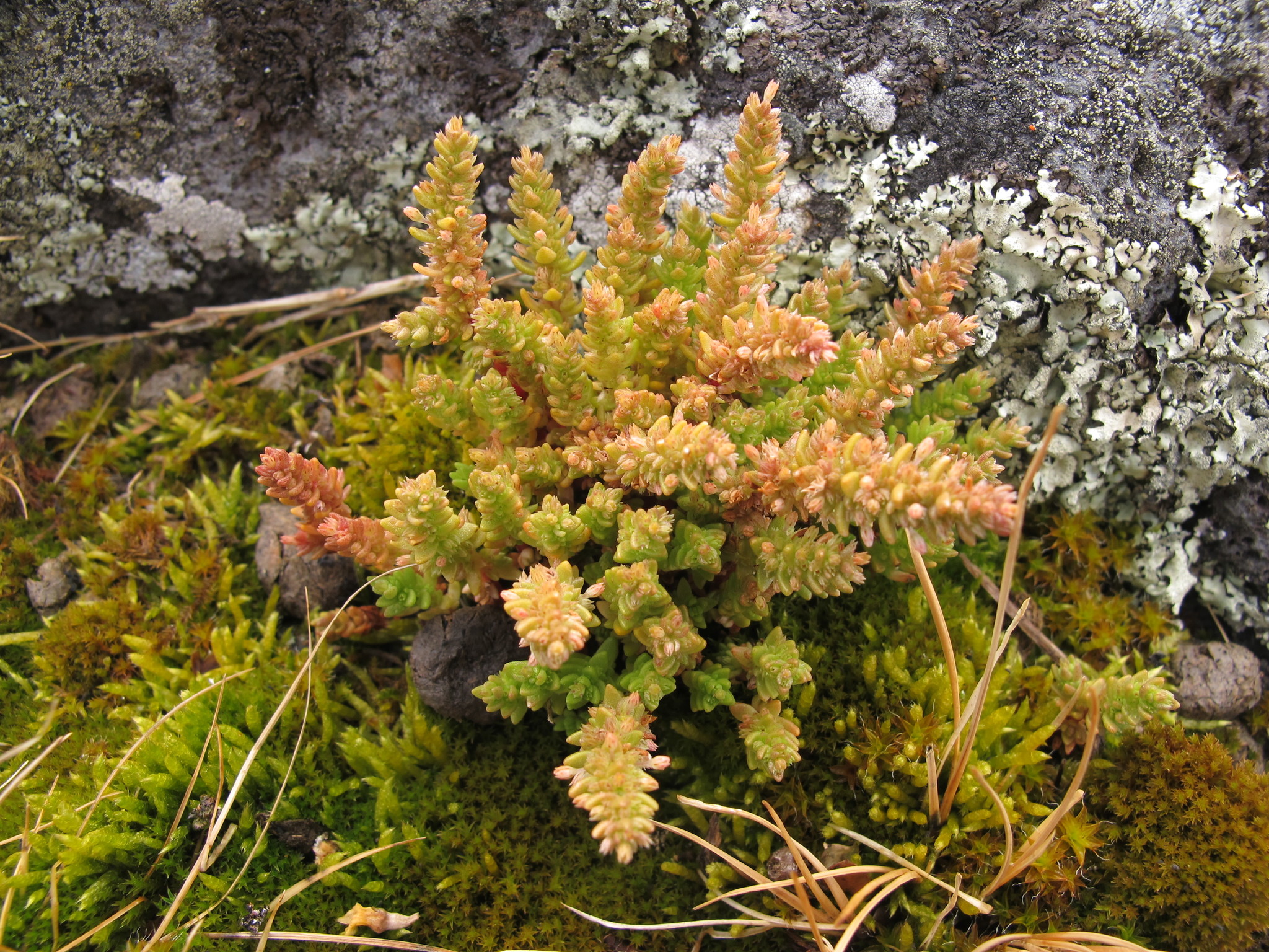 Crassula sieberiana