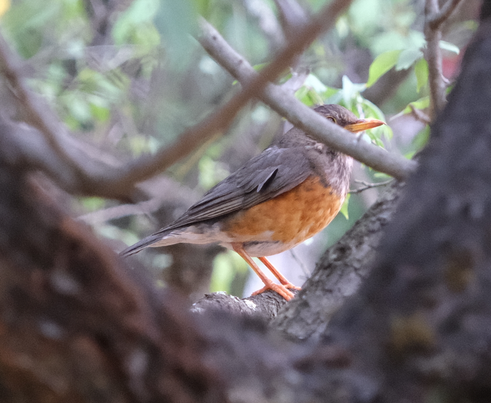 Grey-backed Thrush