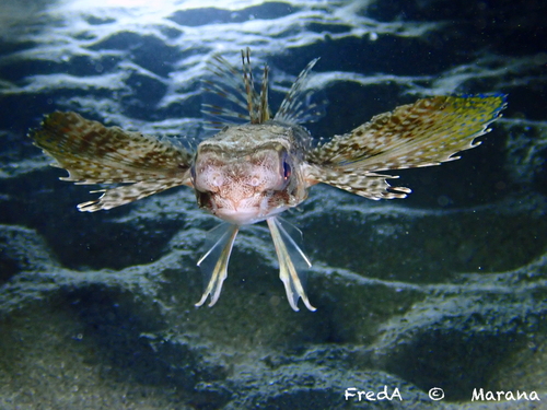 Flying Gurnard