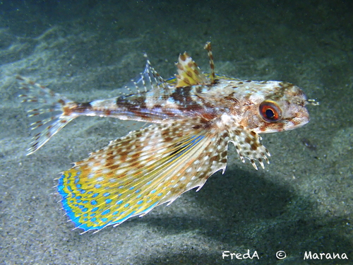 Flying Gurnard