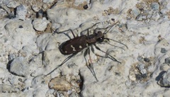 Cicindela gemmata