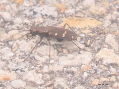 Cicindela gemmata