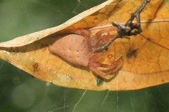 Cyrtophora unicolor