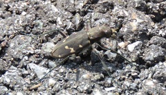 Cicindela gemmata