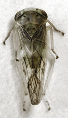 Tremulicerus distinguendus