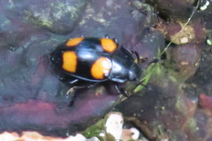 Aulacocheilus doriae