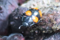 Aulacocheilus doriae