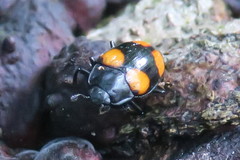 Aulacocheilus doriae