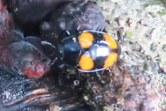 Aulacocheilus doriae