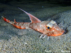 Long-Finned Gurnard photo 2