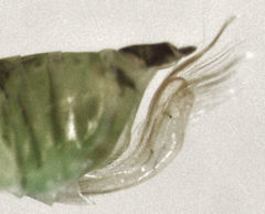 Tremulicerus distinguendus