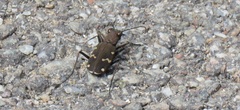Cicindela gemmata