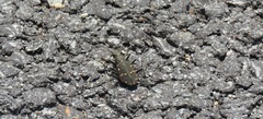 Cicindela gemmata
