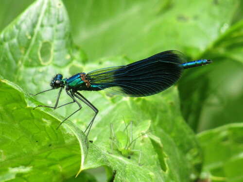 Banded demoiselle