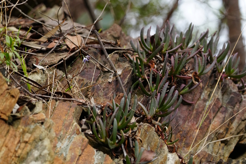 Image of Carpobrotus modestus by (c) Samuel Lee, some rights reserved (CC BY)
