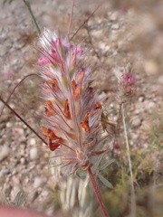 Ebenus pinnata image