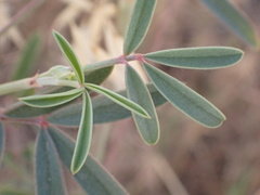 Ebenus pinnata image