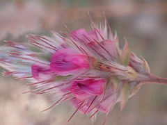 Ebenus pinnata image