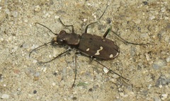 Cicindela gemmata