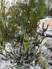 Roella amplexicaulis