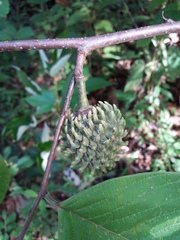Annona holosericea