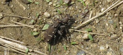 Cicindela gemmata