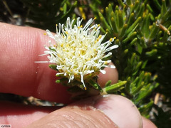 Agathosma hookeri