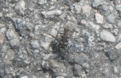 Cicindela gemmata