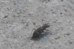 Cicindela gemmata