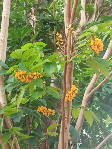 Pterocarpus santalinoides, photograph 1