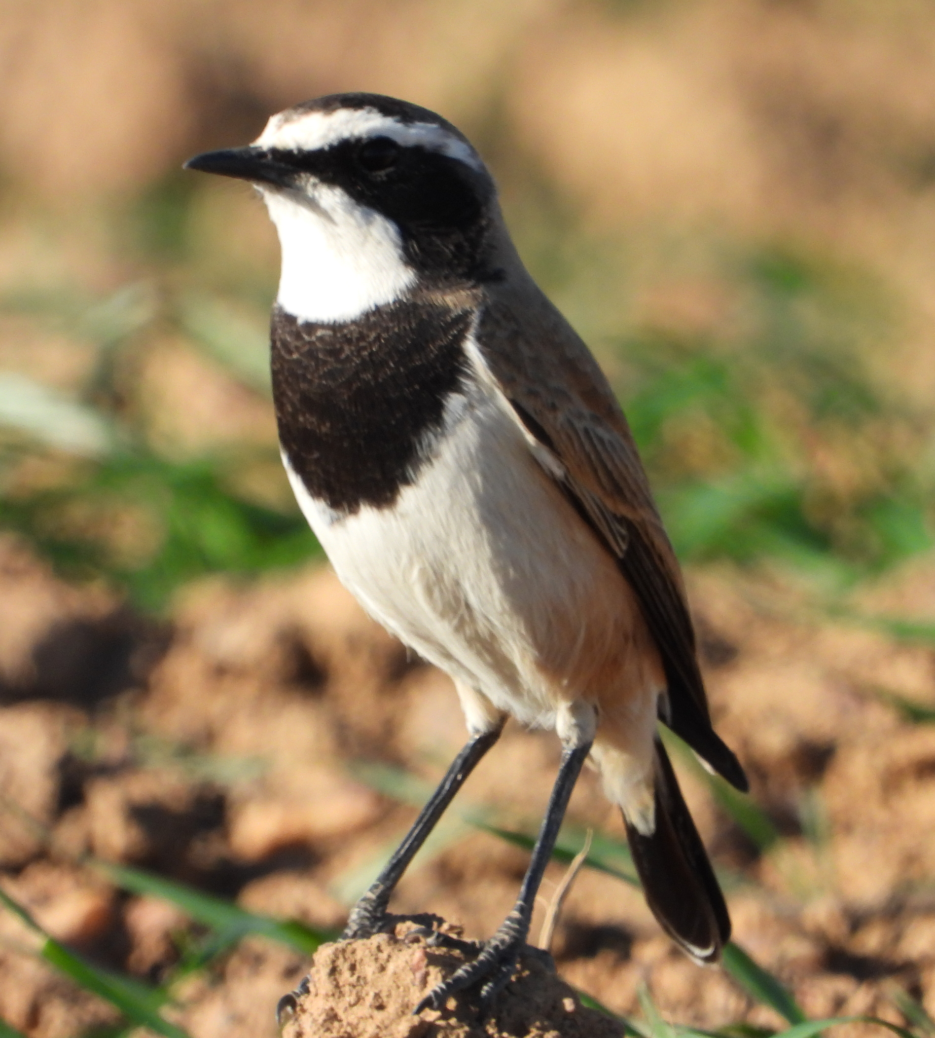 Capped Wheatear illustration