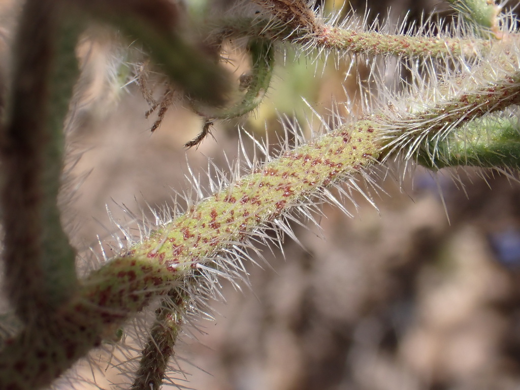 Echium tenue