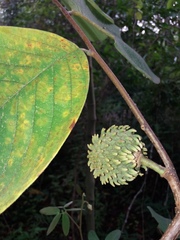 Annona holosericea