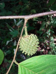 Annona holosericea