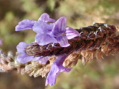 Lavandula multifida image