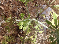 Lavandula multifida image