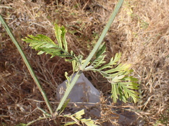 Lavandula multifida image