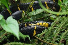 Boiga melanota